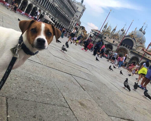 Hond uitlaten venetie Hond uitlaten venetie